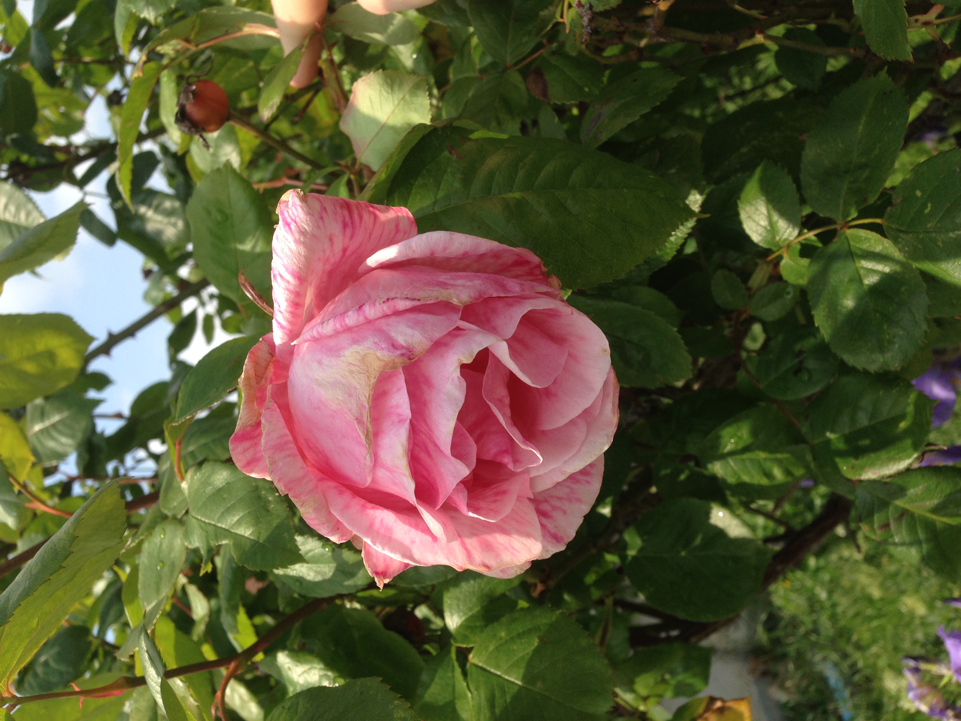 Marion Sigaut, histoire d'un parcours avec Jacques Frantz